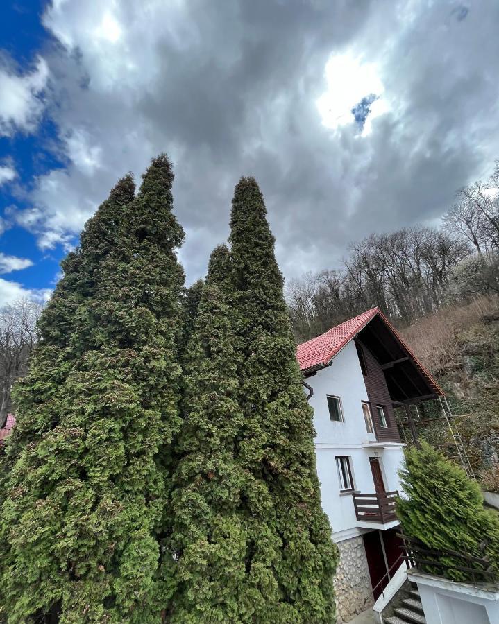 Timi Residence Braşov Eksteriør billede