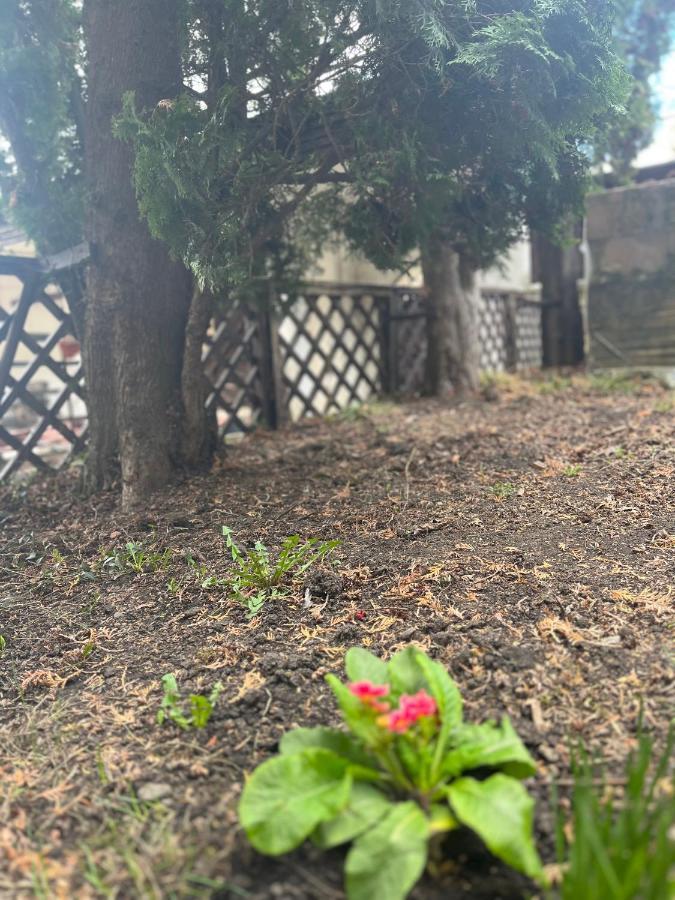 Timi Residence Braşov Eksteriør billede
